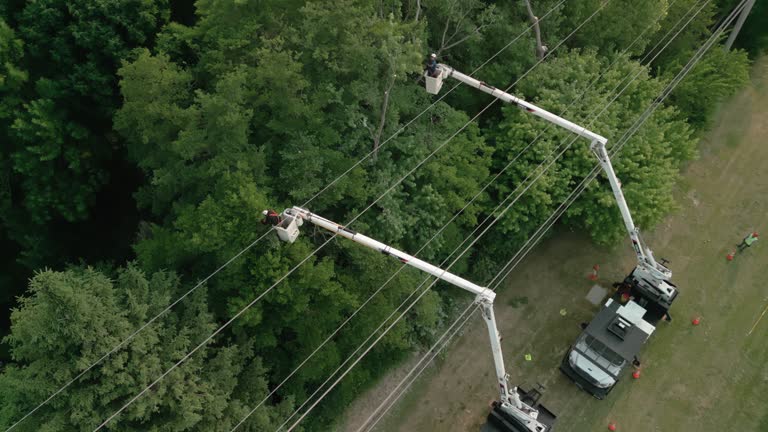 Professional Tree Services in San Ramon, CA