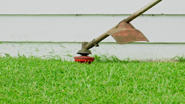 Tree and Shrub Care in San Ramon, CA