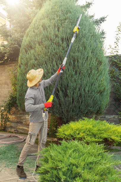 Seasonal Cleanup (Spring/Fall) in San Ramon, CA