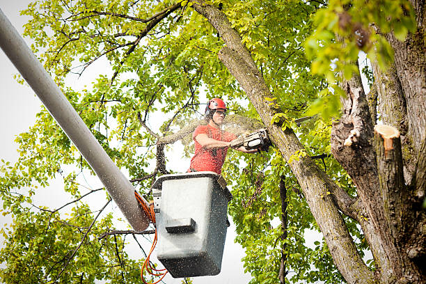 Best Leaf Removal  in San Ramon, CA