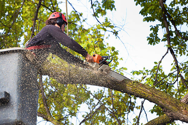 How Our Tree Care Process Works  in  San Ramon, CA